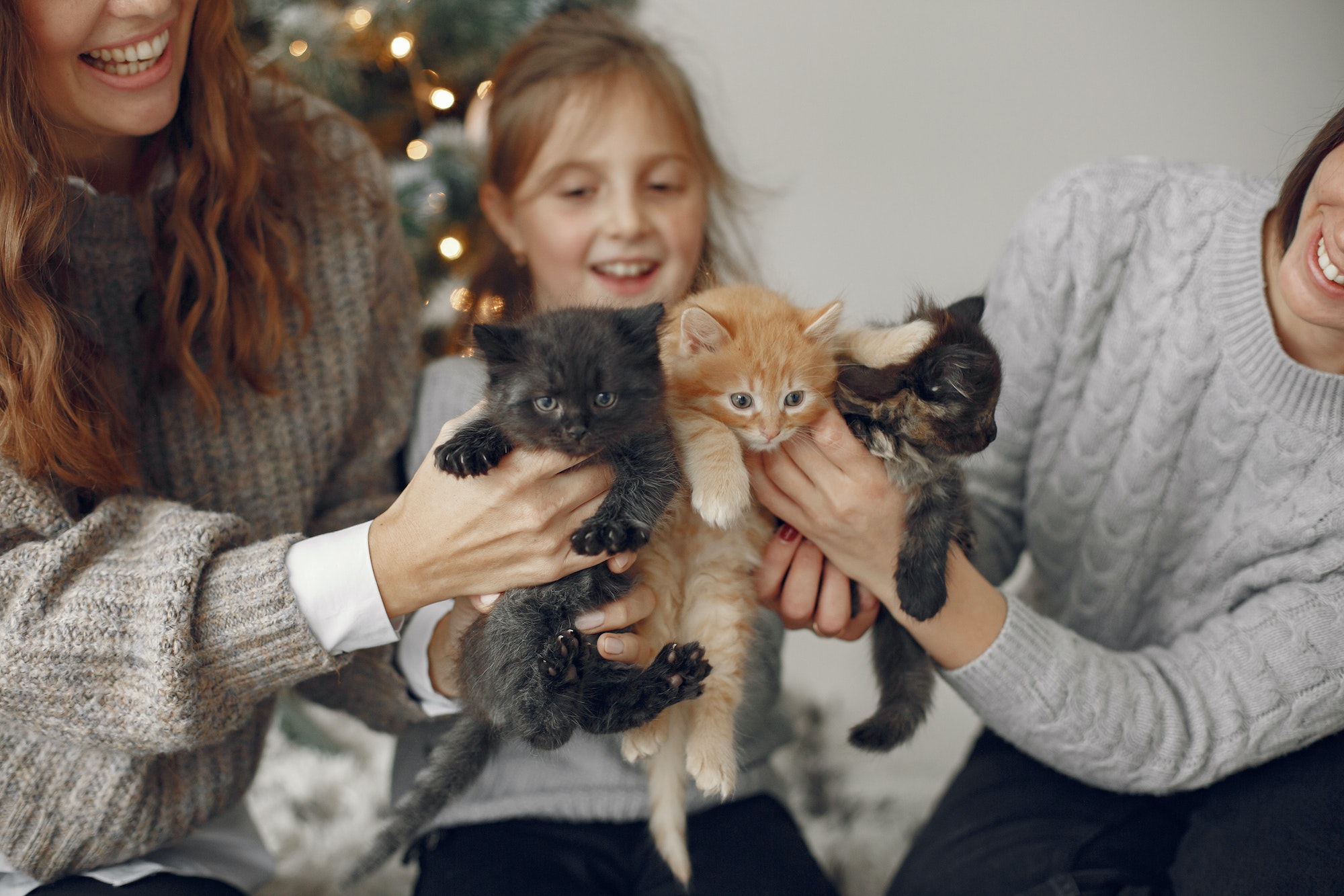 Family at home with little cats